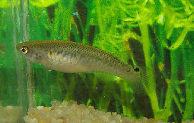 Cynodonichthys magdalenae