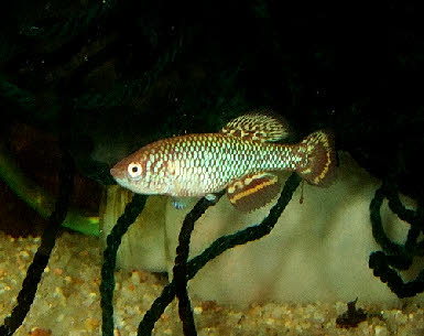  Nothobranchius marmoreus