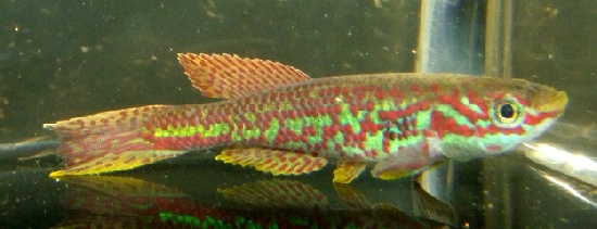 Aphyosemion batesii