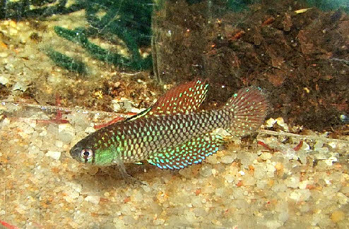Spectrolebias reticulatus