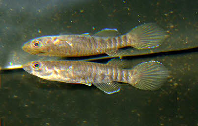 Epiplatys hildegarde