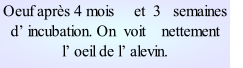 Oeuf après 4 mois     et  3   semaines    d’ incubation. On  voit    nettement     l’ oeil de l’ alevin.