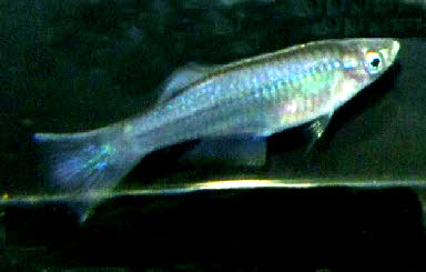 Procatopus similis