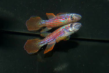 Epiplatys ansorgii