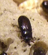 Ulomoides dermestoides : larve