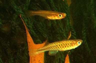 Hylopanchax stictopleuron