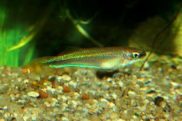 Plataplochilus chalcopyrus