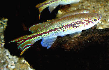 Fundulopanchax deltaensis