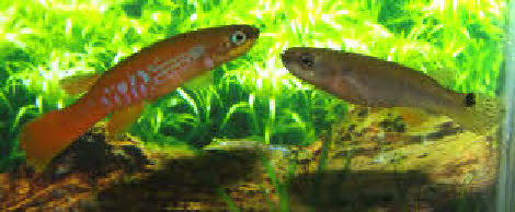 Laimosemion ( Rivulus ) agilae