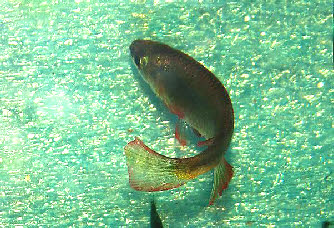 Plataplochilus mimus Plataplochilus mimus