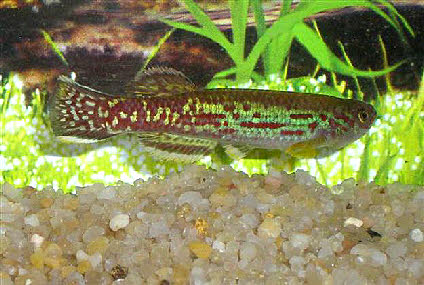 Fundulopanchax marmoratus Fundulopanchax marmoratus