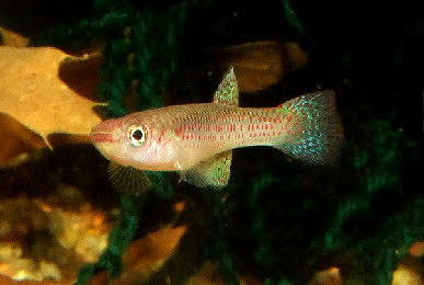 Aphyosemion sp. Koumouna-Bouali