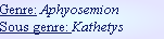 Genre: Aphyosemion
Sous genre: Kathetys