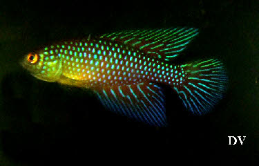 Hypsolebias  fulminantis Hypsolebias  fulminantis