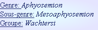 Genre: Aphyosemion
Sous-genre: Mesoaphyosemion
Groupe: Wachtersi