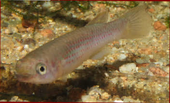 Fundulopanchax mirabilis intermittens