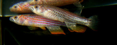 Epiplatys ansorgii