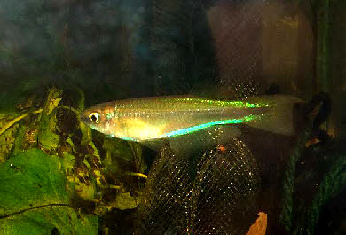 Plataplochilus chalcopyrus