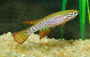 Aphyosemion dargei