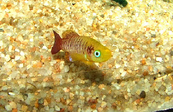Nothobranchius guentheri Nothobranchius guentheri