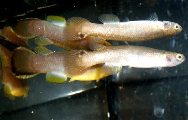Cynodonichthys tenuis