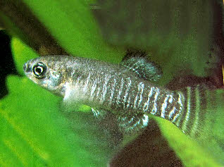 Aphanius iberus