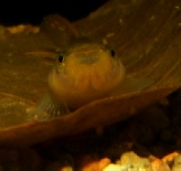 Aphyosemion franzwerneri