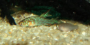 Maratecoara formosa