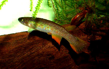 Laimosemion  rectocaudatus Laimosemion  rectocaudatus