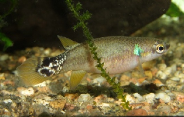 Rivulus cylindraceus