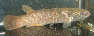 Anablepsoides(Rivulus) igneus