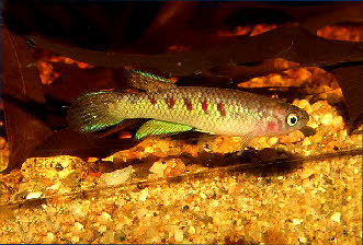 Nimbapanchax jeanpoli Nimbapanchax jeanpoli