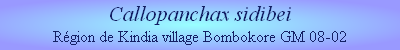 Callopanchax sidibei
Région de Kindia village Bombokore GM 08-02