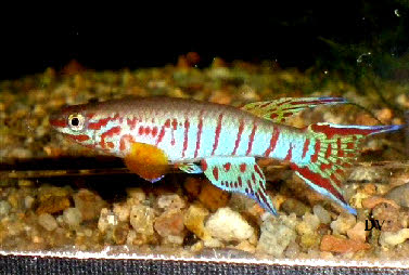 Aphyosemion elberti