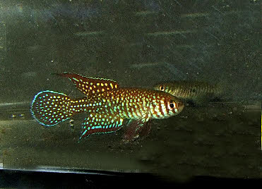 Simpsonichthys punctulatus