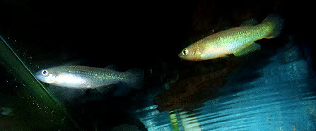 Pachypanchax sparksorum