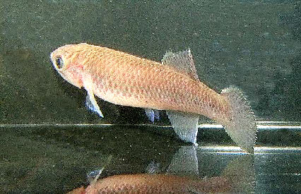 Callopanchax monroviae