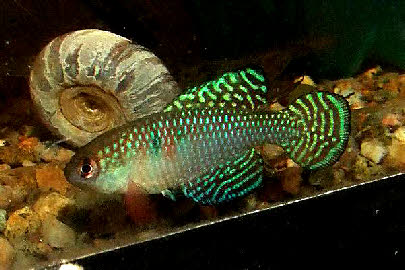 Hypsolebias magnificus