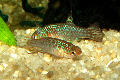 Maratecoara formosa