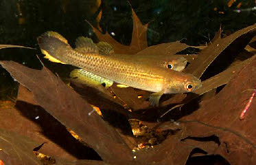 Anablepsoides holmiae