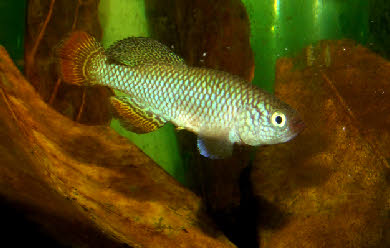 Nothobranchius hassoni