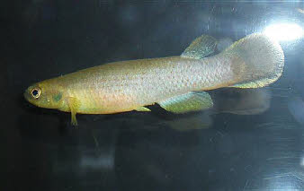 Cynodonichthys(Rivulus)tenuis