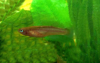 Aphyosemion celiae winifredae