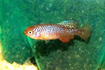 Nothobranchius  rosenstocki