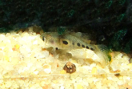 Hypsolebias radiseriatus
