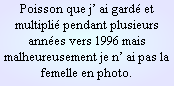 Poisson que j’ ai gardé et multiplié pendant plusieurs années vers 1996 mais malheureusement je n’ ai pas la femelle en photo.