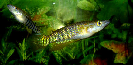 Aplocheilus lineatus