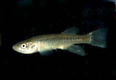 Fundulus zebrinus 