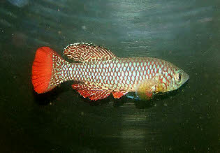 Nothobranchius furzeri 