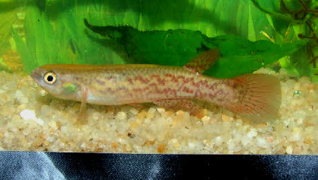 Cynodonichthys pivijay